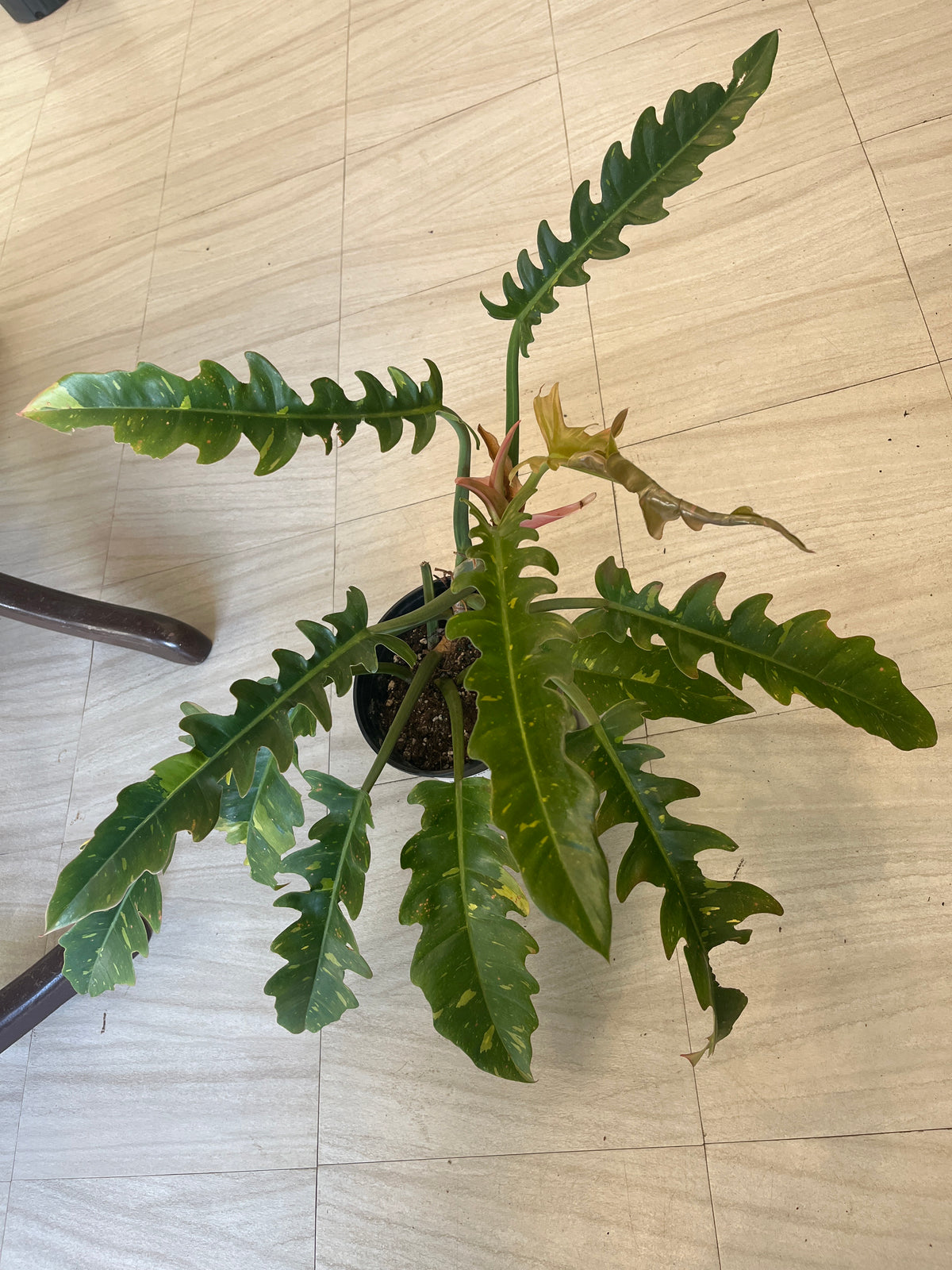 Philodendron Ring of Fire 1g