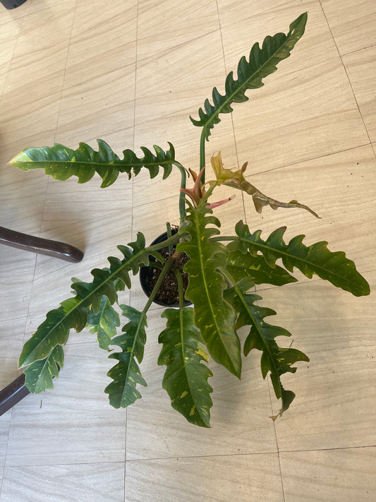 Philodendron Ring of Fire 1g