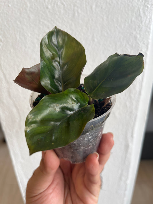 Calathea Macoyana 3”