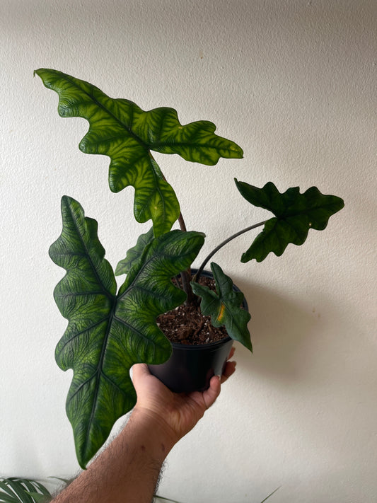 Alocasia Jacklyn 6”