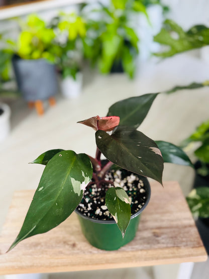 Philodendron Pink Princess