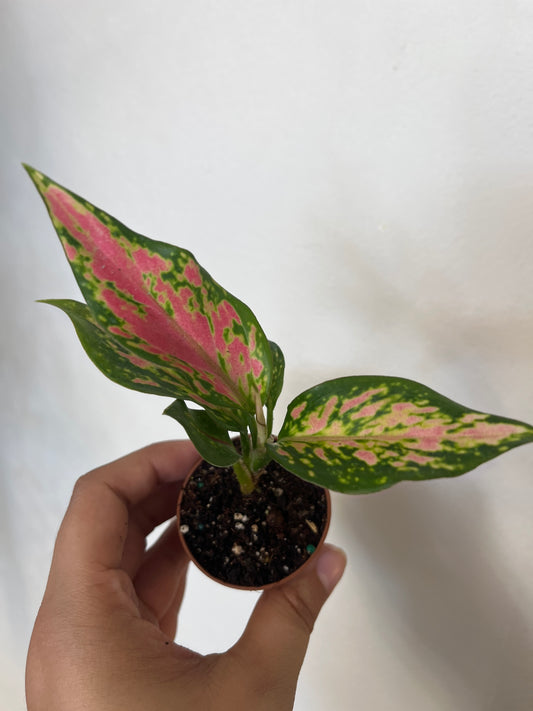Aglaonema Pink Pie 1”