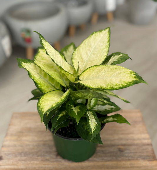 Dieffenbachia seguine