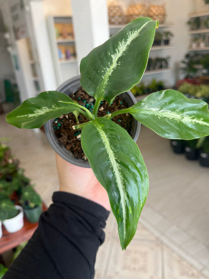 Dieffenbachia Panther 4”
