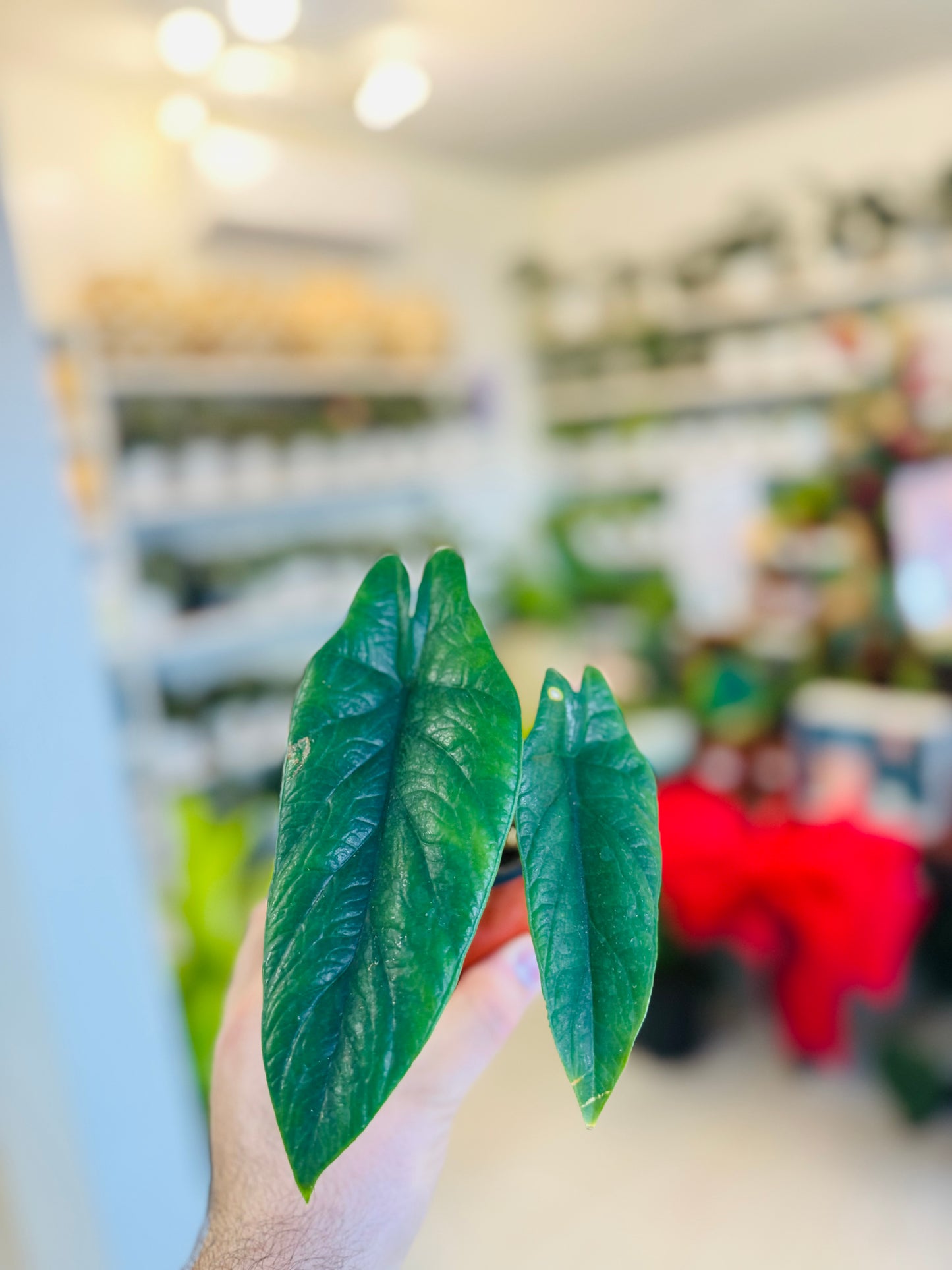 Alocasia Scalprum