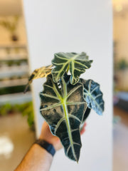 Alocasia Polly 6”