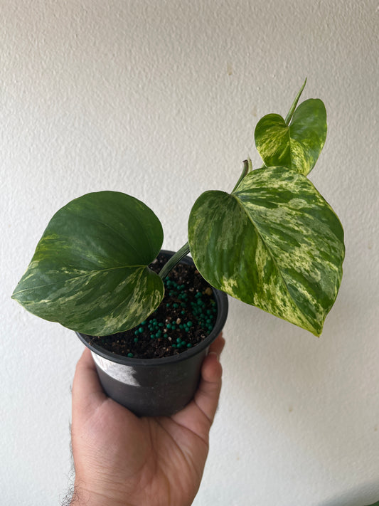 Potho Marble Queen 4”