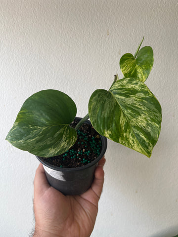 Potho Marble Queen 4”