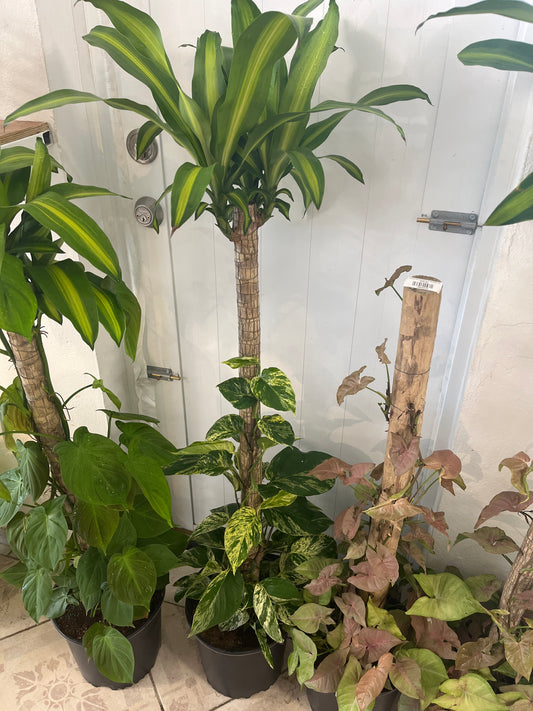 Tronco de Brasil con Potho Marble Queen 2g