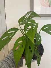 Monstera Arrow 6”