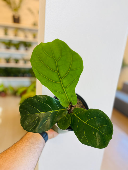 Ficus Lyrata/Pandurata 6”