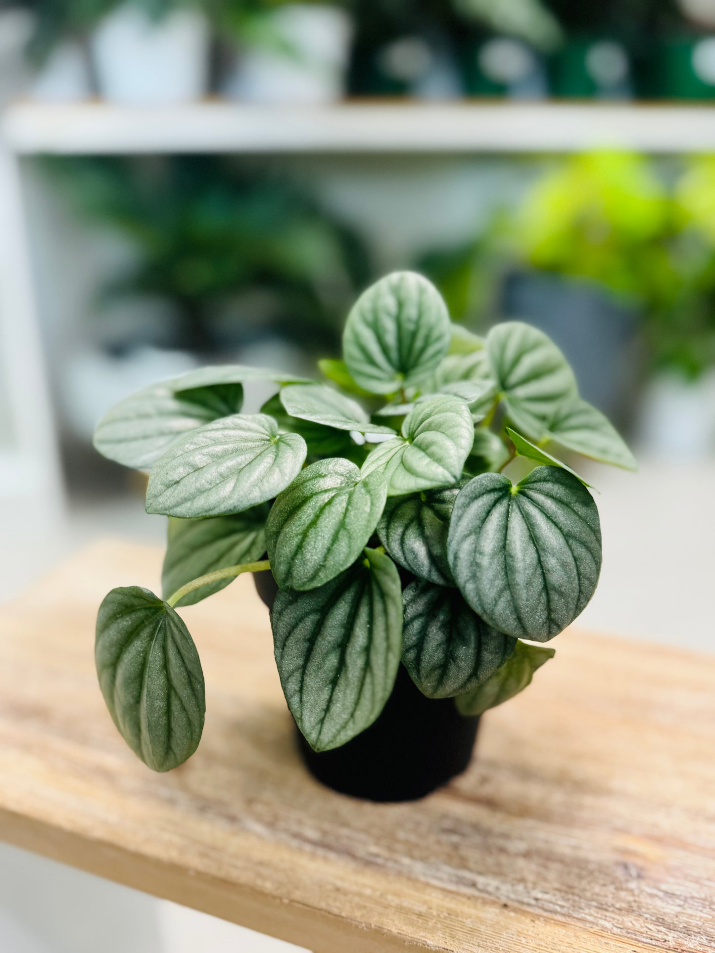 Peperomia Moonlight