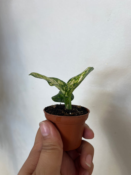 Aglaonema “Super White” 2”