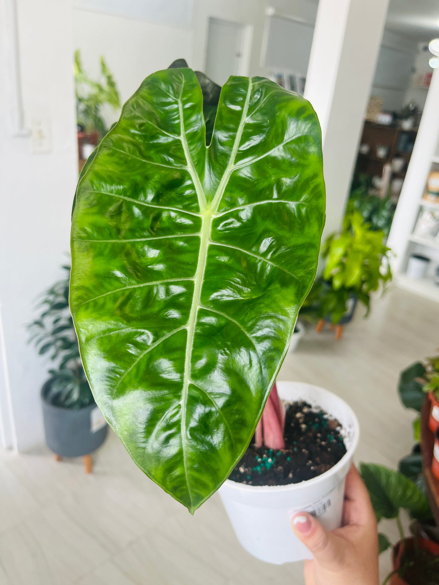 Alocasia Pink Dragon