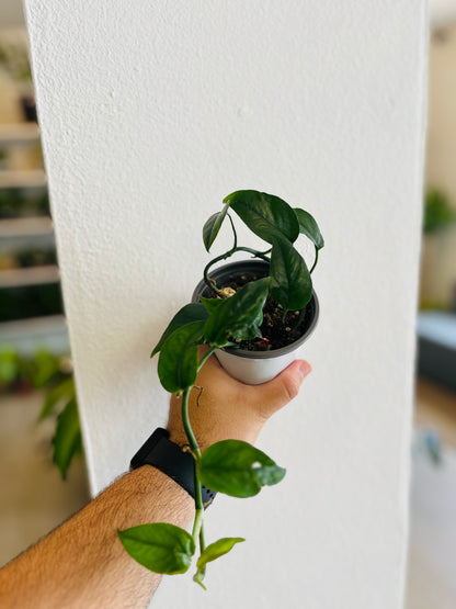 Monstera Arrow 4”