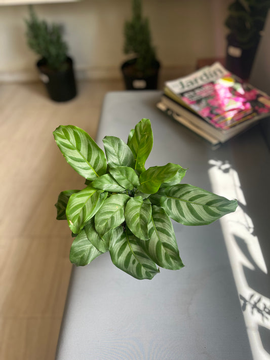 Calathea ‘Bellacarling’ 6”