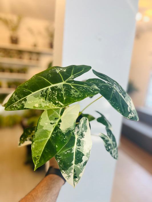 Alocasia Frydeck Variegada 6”