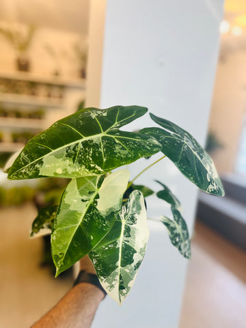 Alocasia Frydeck Variegada 6”