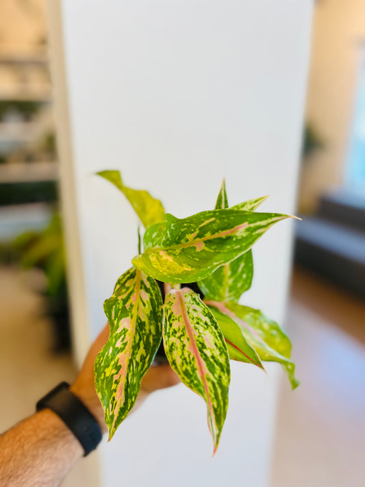Aglaonema Pink Pie 4”