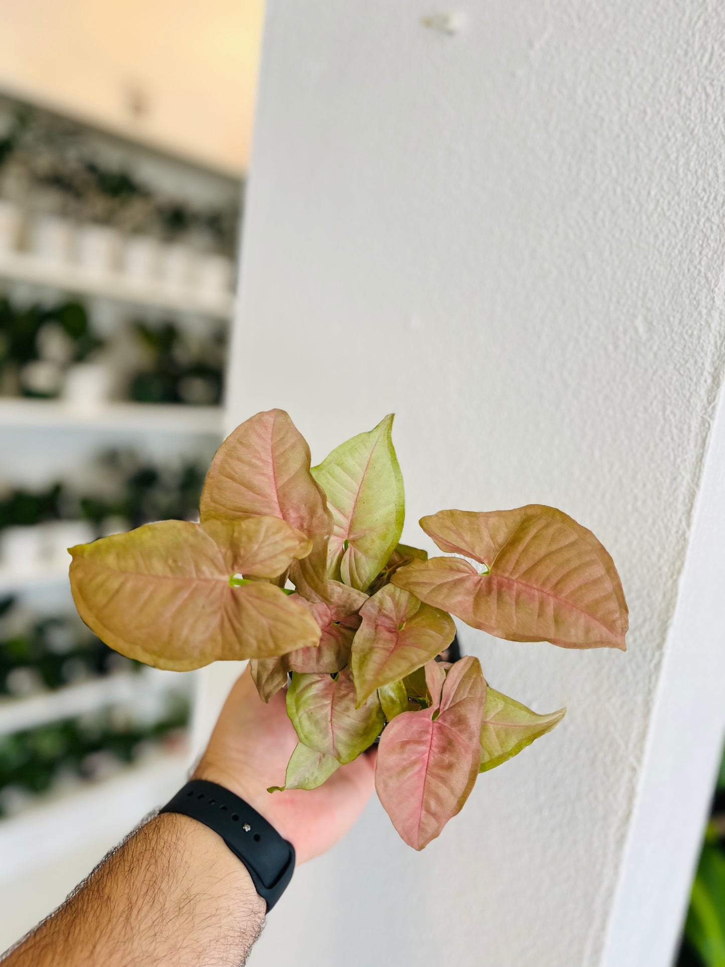 Syngonium Rosado 4”