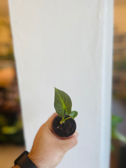 Alocasia Regal Shield 2”