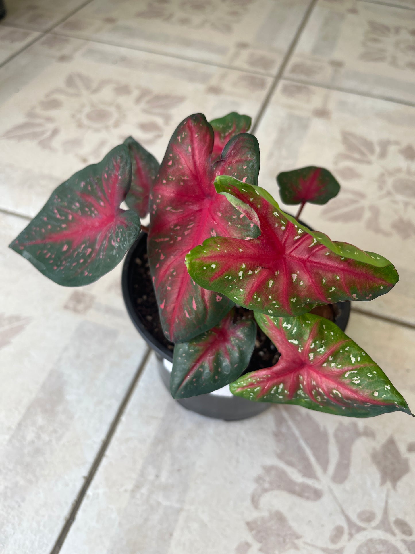 Caladium Red Flash 6”