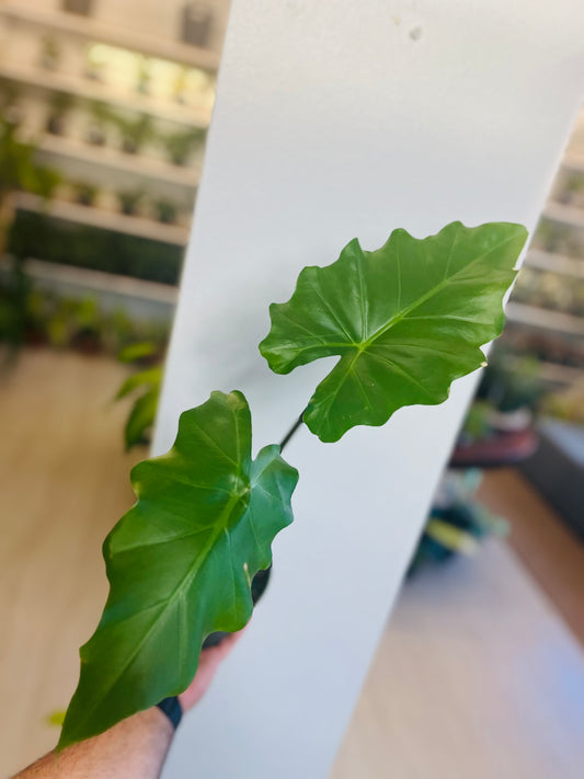 Alocasia Green Zebrina 6”