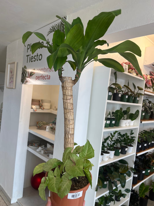 Tronco de Brasil con Syngonium Mill Confetti 6”