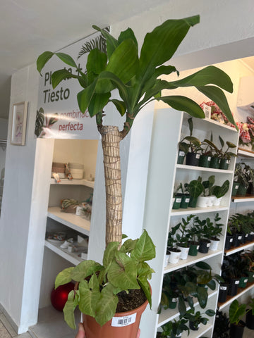 Tronco de Brasil con Syngonium Mill Confetti 6”