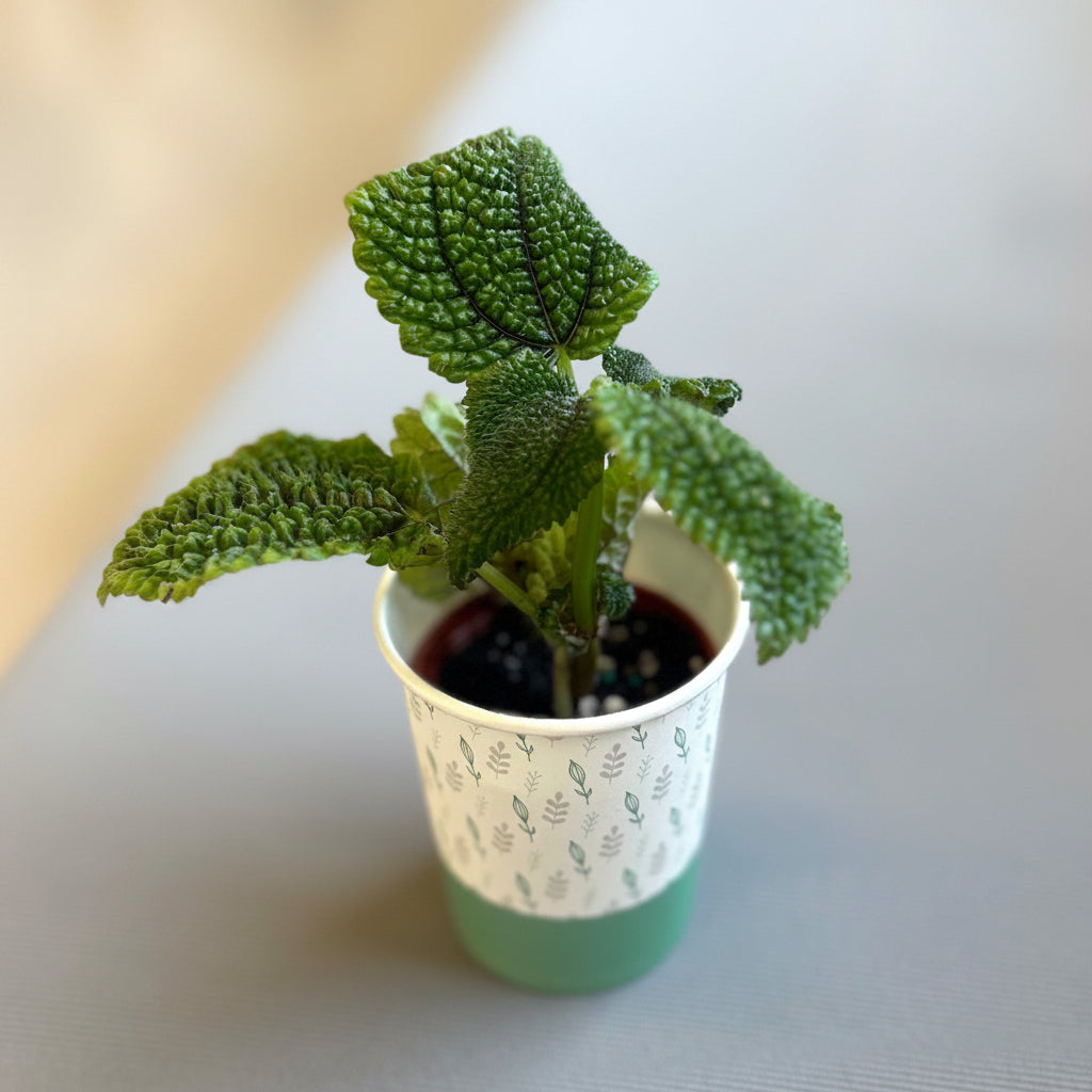 Moon Valley Pilea mini