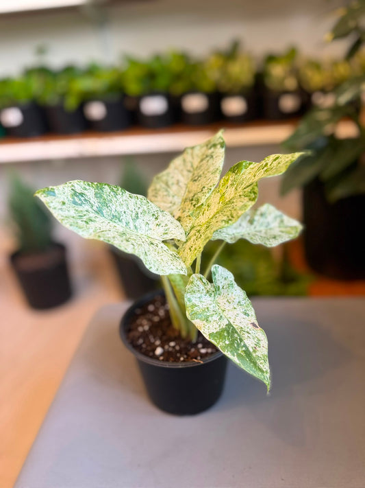 Alocasia Odora Batik 6”