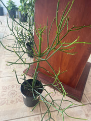 Euphorbia Tirucalli 1G