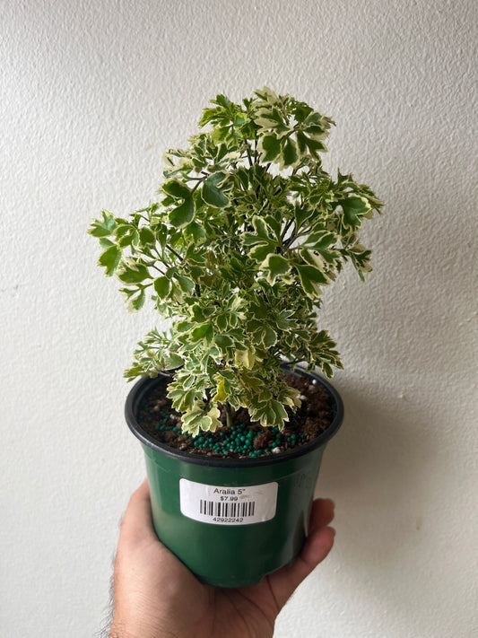 Aralia 5”