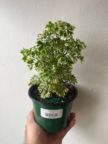 Aralia 5”