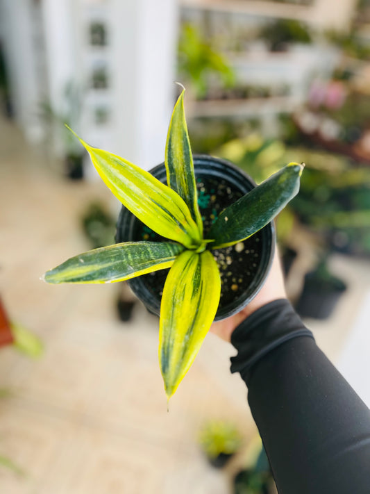 Sansevieria Hahnii Gold