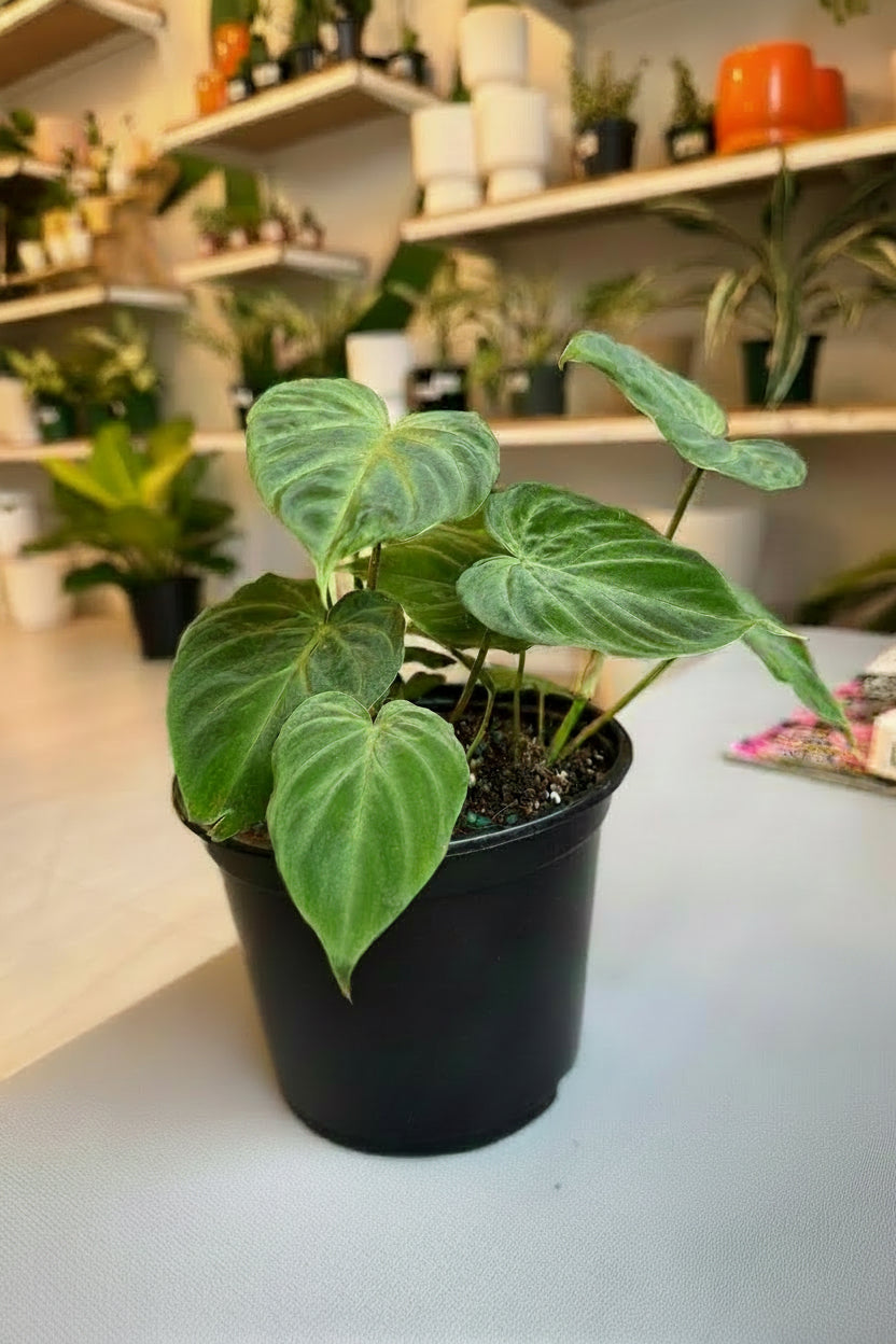 Philodendron Verrucosum