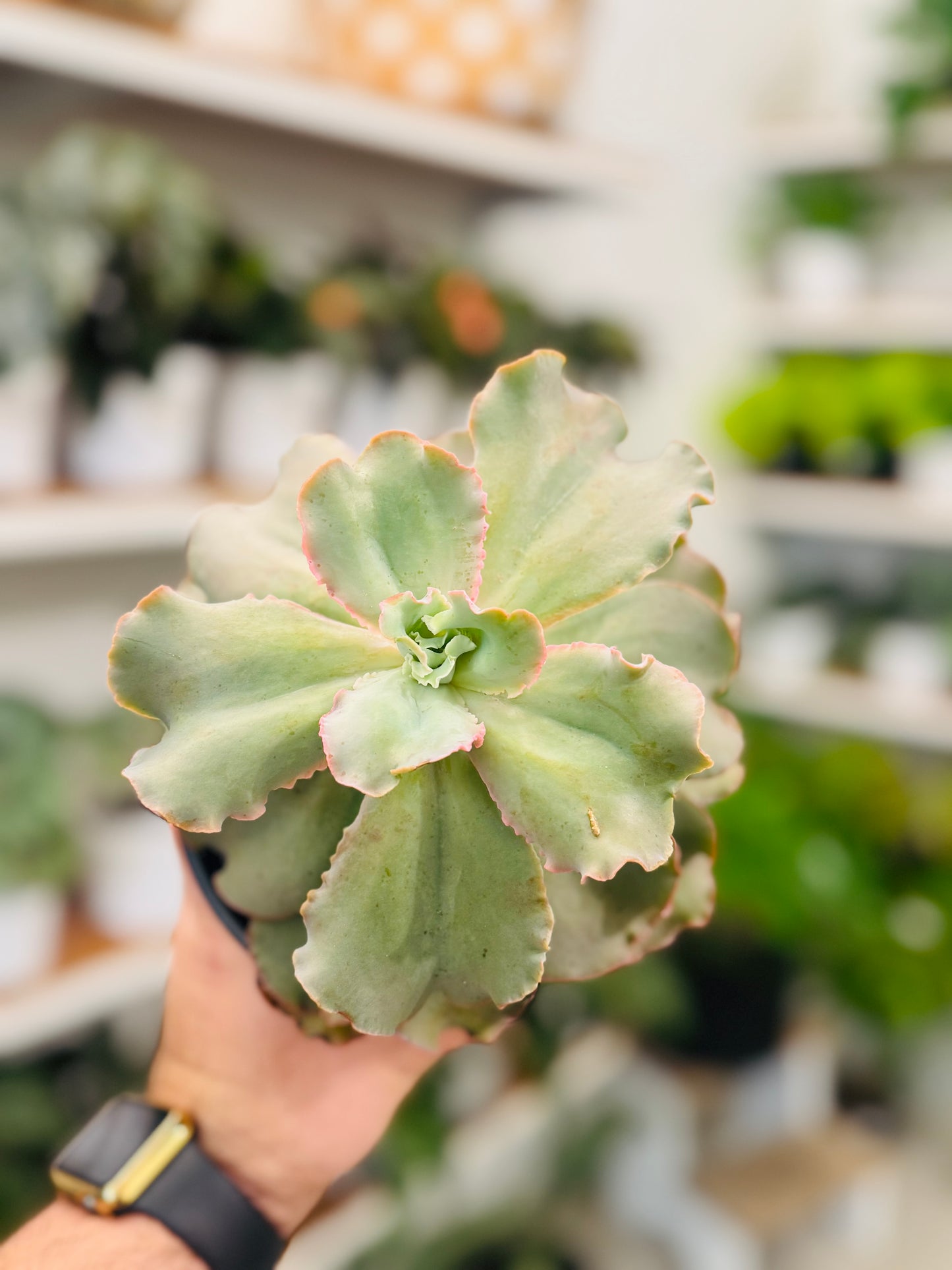 Echeveria ‘Curly Locks‘