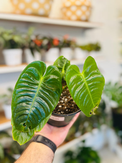 Anthurium "King" veitchii