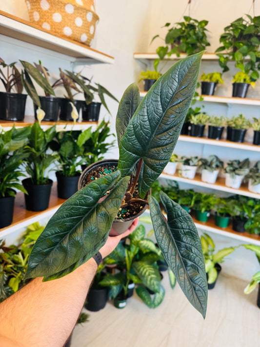 Alocasia Scalprum