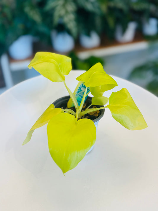 Philodendron Warscewiczii Aurea 4"