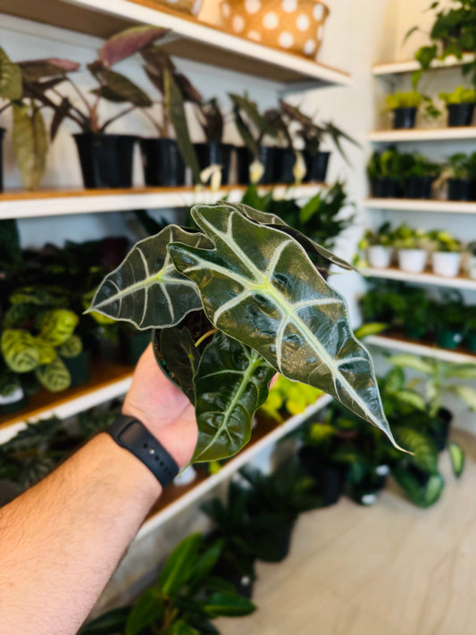 Alocasia Polly