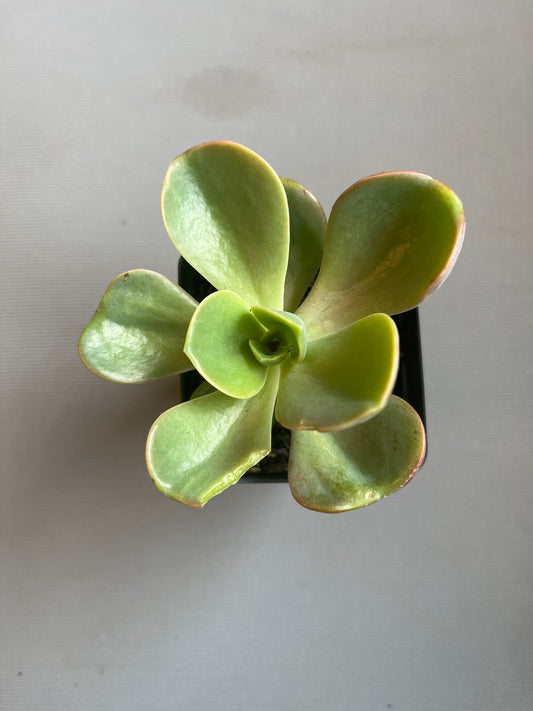 Echeveria Mándala 2”