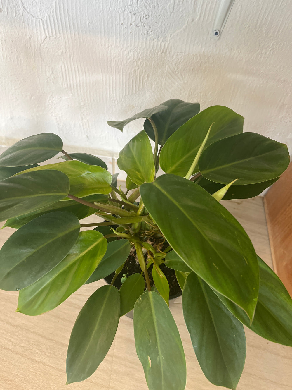 Philodendron Erubescens 1g