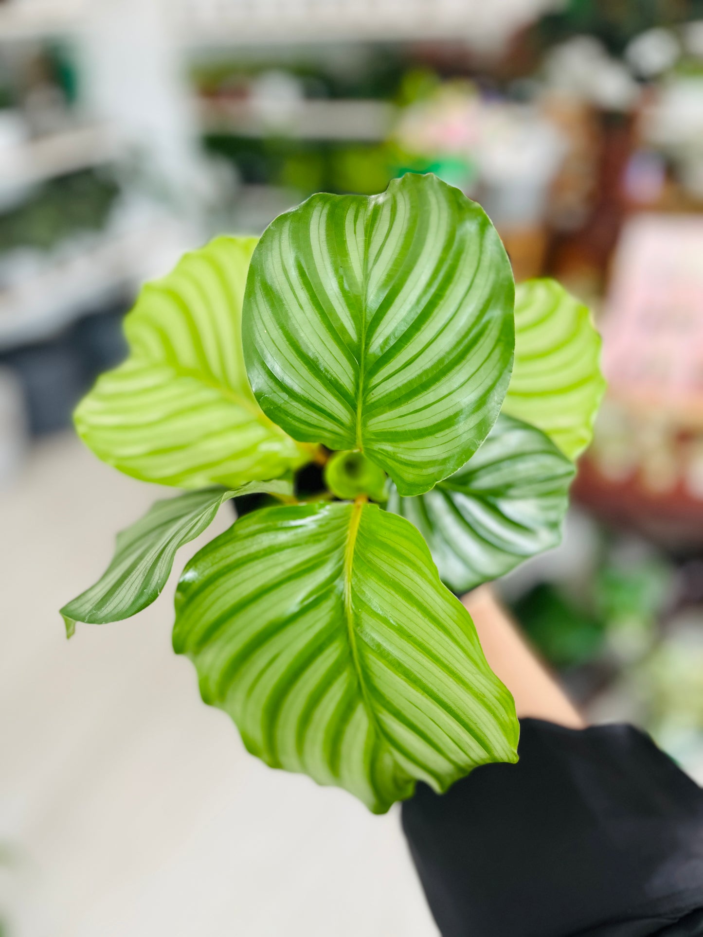 Calathea Orbifolia