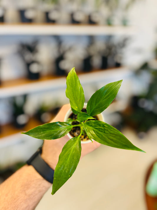 Lirio de la Paz/ Cuna de Moisés 2”