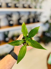 Lirio de la Paz/ Cuna de Moisés 2”