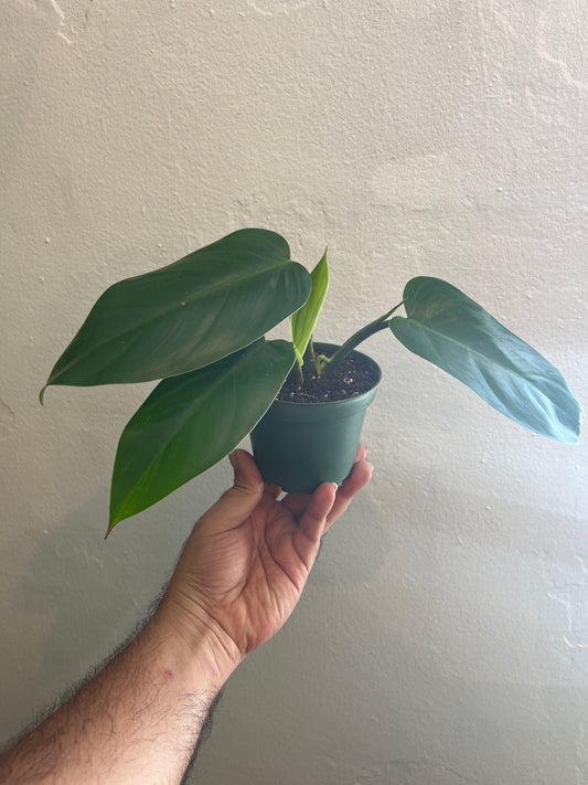 Philodendron Imperial Green 4”