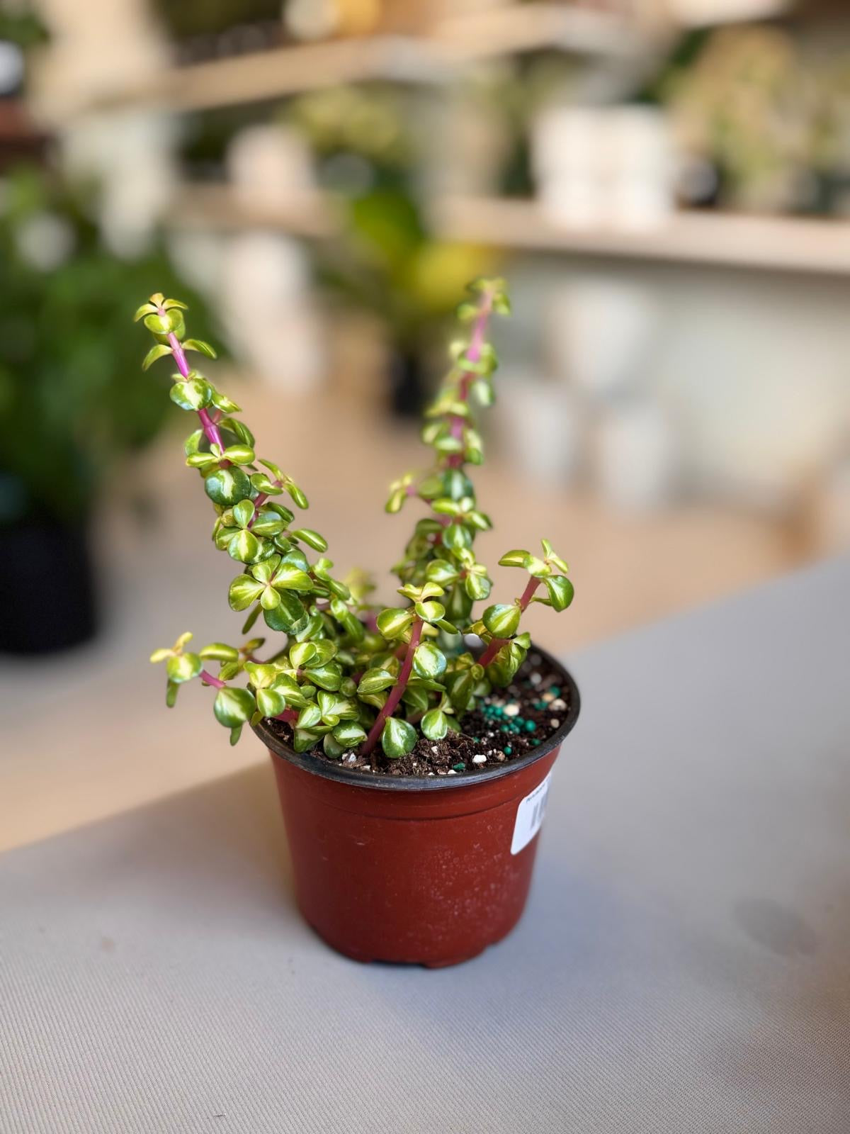 Portulacaria Afra “Monedita” Variegada