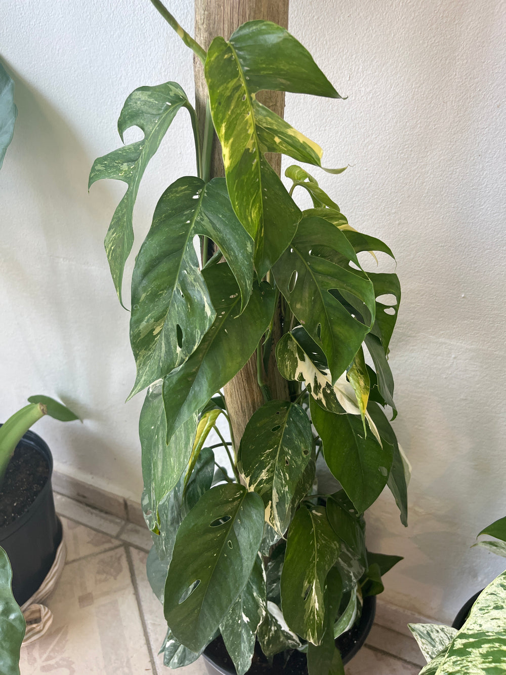 Tronco con Monstera Albo 2G