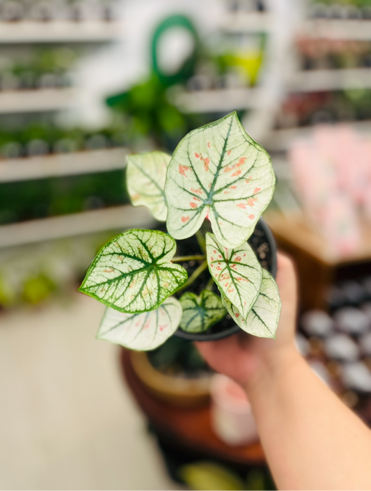 Caladium Strawberry Star 4”